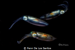 Three Squids by Penn De Los Santos 